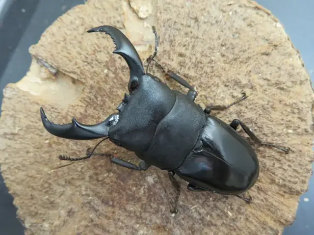 天然トクノシマヒラタクワガタ65ミリ