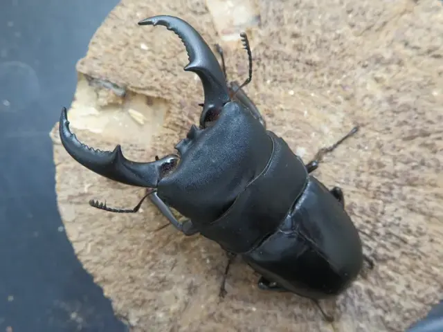 オキナワヒラタクワガタ（伊平屋島）70ミリ
