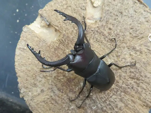 天然壱岐ノコギリクワガタ60ミリ