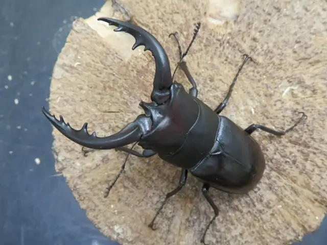 オキナワノコギリ トクノシマノコギリ 野外標本 天然トクノシマノコギリクワガタ【黒タイプ】超特大70ミリペアの販売
