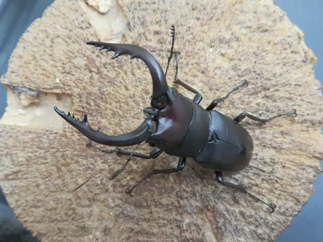 天然壱岐産ノコギリクワガタ55ミリ