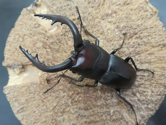 天然壱岐産ノコギリクワガタ63ミリ
