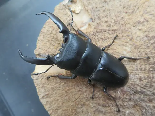 天然ゴトウヒラタクワガタ（福江島）65ミリ