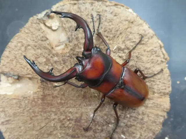 トカラノコギリクワガタ（悪石島）71ミリ