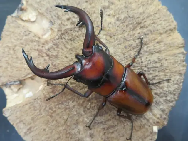 トカラノコギリクワガタ（悪石島）68ミリ