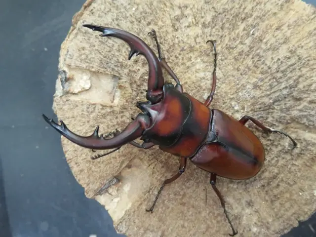 トカラノコギリクワガタ（悪石島）70ミリ