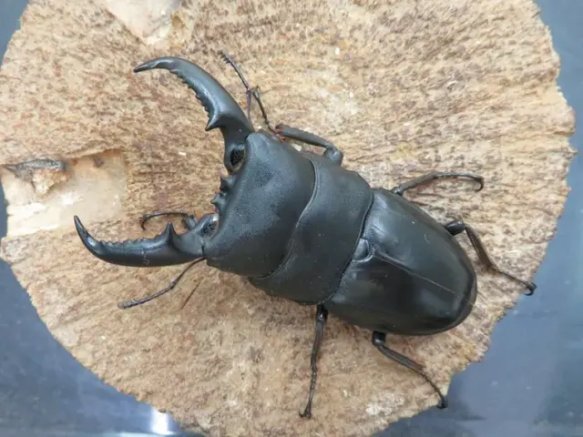 タカラヒラタクワガタ67ミリ