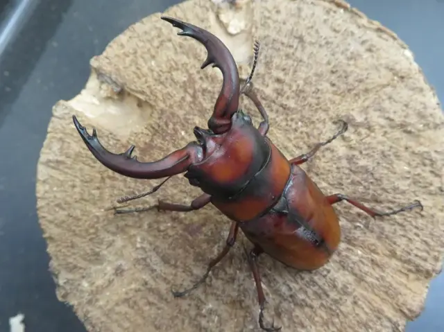 トカラノコギリクワガタ（悪石島）68ミリ
