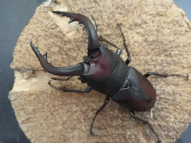 壱岐産ノコギリクワガタ69ミリ