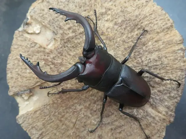 壱岐産ノコギリクワガタ70ミリ