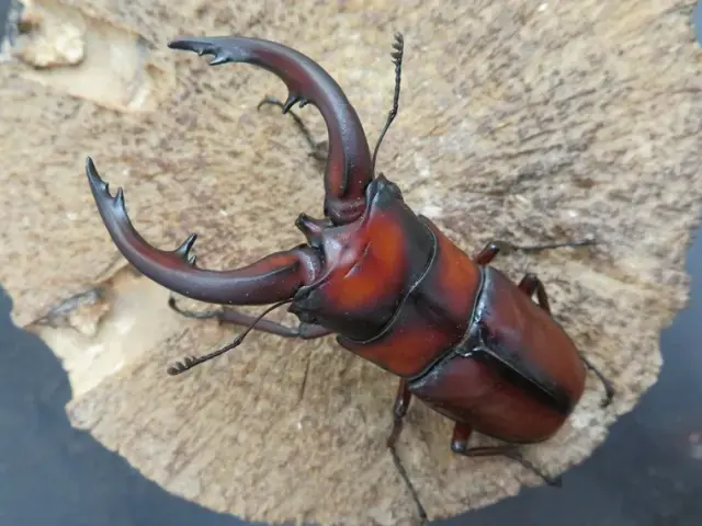 トカラノコギリクワガタ（悪石島）67ミリ
