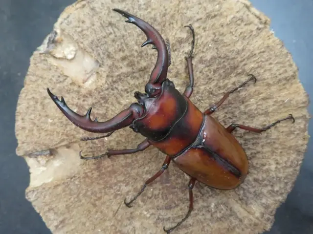 トカラノコギリクワガタ（悪石島）70ミリ