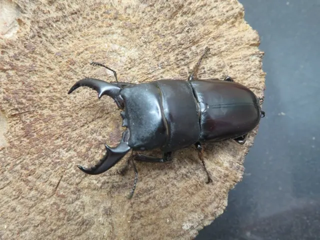 ダイトウヒラタクワガタ（南大東島）54ミリ