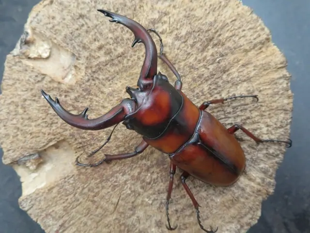 トカラノコギリクワガタ（悪石島）70ミリ