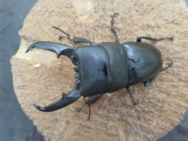 国産ヒラタクワガタ（熊本県益城）69ミリ