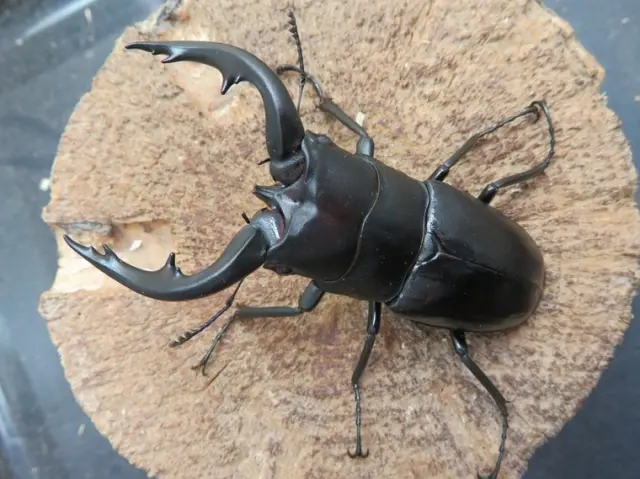 アマミノコギリクワガタ75ミリ