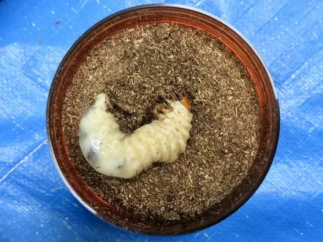 天然ノコギリクワガタ（宮崎産）68ミリペア販売/クワガタ工房 虫吉