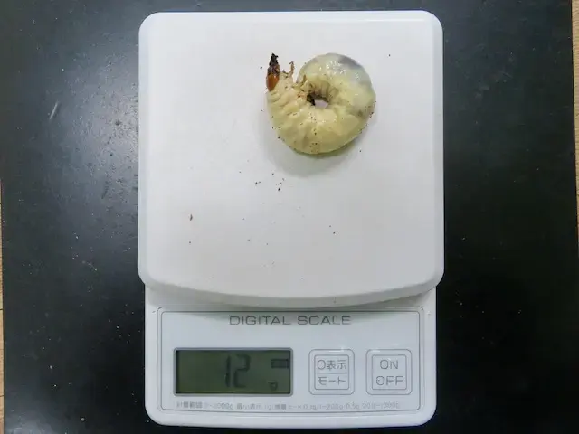 国産ノコギリクワガタ10グラム超えの終齢