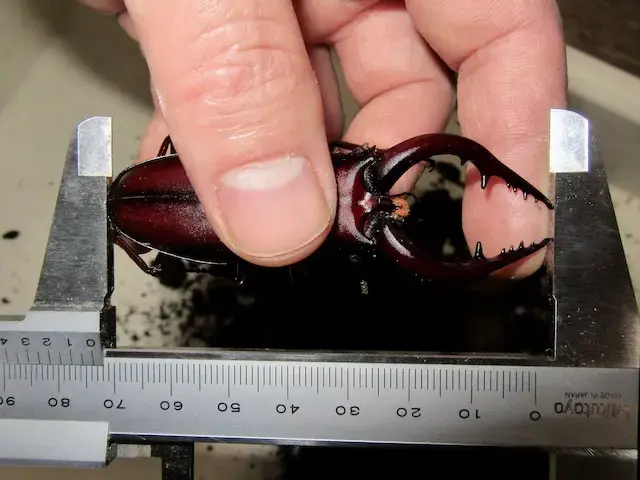 国産ノコギリクワガタ73ミリのオスの画像