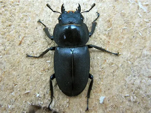 コクワガタのメス（表）