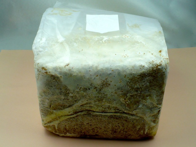 クヌギ菌床ブロック3500cc