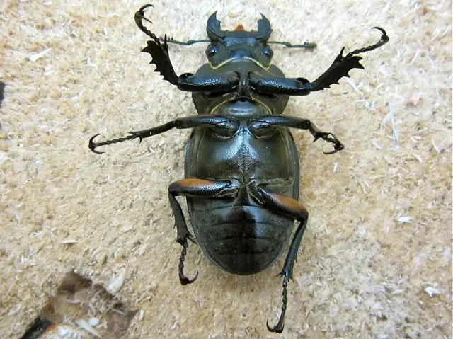 メス（裏から）