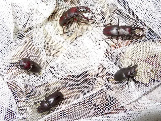 天然ノコギリクワガタの採集の様子