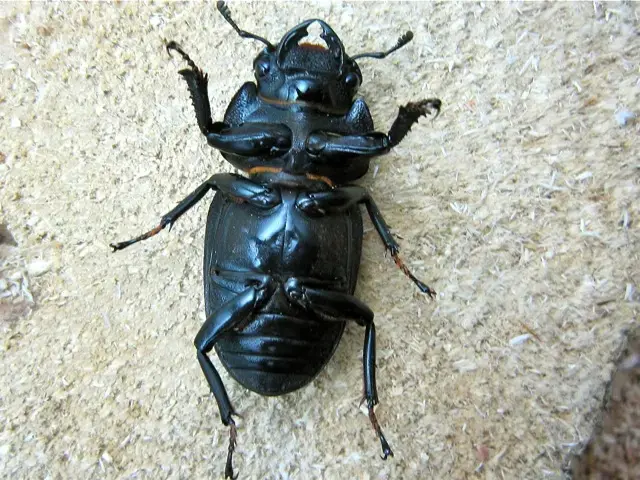 オオクワガタのメスの解説 クワガタと飼育用品の販売/クワガタ工房 虫