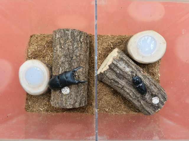 仕切り板をセットしてオスとメスを飼育