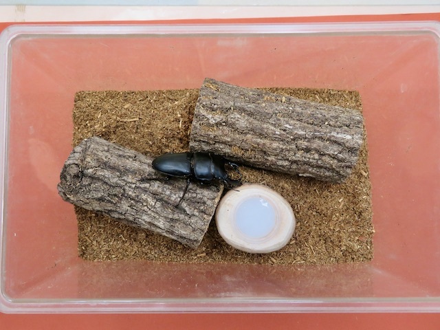 オス1匹だけの飼育例