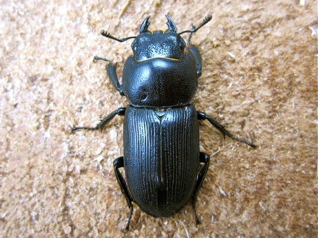 スジクワガタのメスの解説 クワガタと飼育用品の販売/クワガタ工房 虫