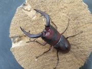 クロシマノコギリ 60/37 ペア - INSECT SHOP 美咲