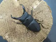 スジブトヒラタクワガタ（徳之島産）63ミリペア販売/クワガタ工房 虫吉