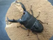 スジブトヒラタクワガタ（奄美大島産）62ミリペア販売/クワガタ工房 虫吉