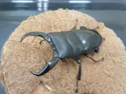スジブトヒラタクワガタ（徳之島産）57ミリペア販売/クワガタ工房 虫吉