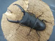 ゴトウヒラタクワガタ（中通島産）65ミリペア販売/クワガタ工房 虫吉