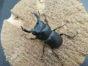 更に、もっと値下げ‼️キュウシュウ ヒメオオクワガタ ４５ミリ♂ ♀付き。 天然キュウシュウヒメオオクワガタ（熊本県産）超特大47ミリペア販売