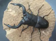 トカラノコギリクワガタ（悪石島産）68ミリペア販売/クワガタ工房 虫吉