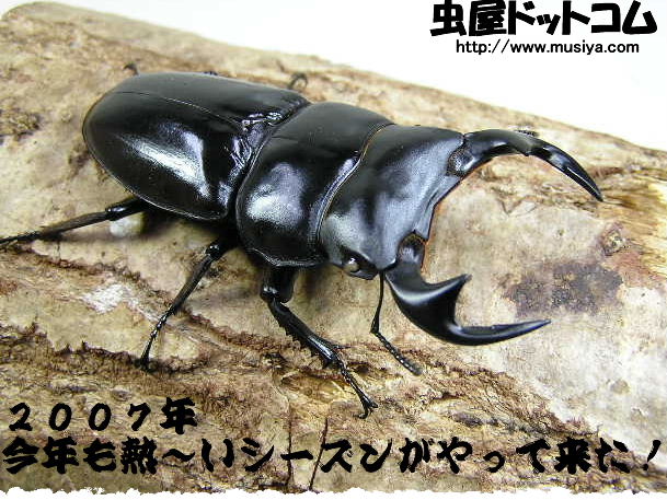 白眼！ホワイトアイ　マレーアンタエウス（ＷW）　初2令幼虫3頭 No.4058