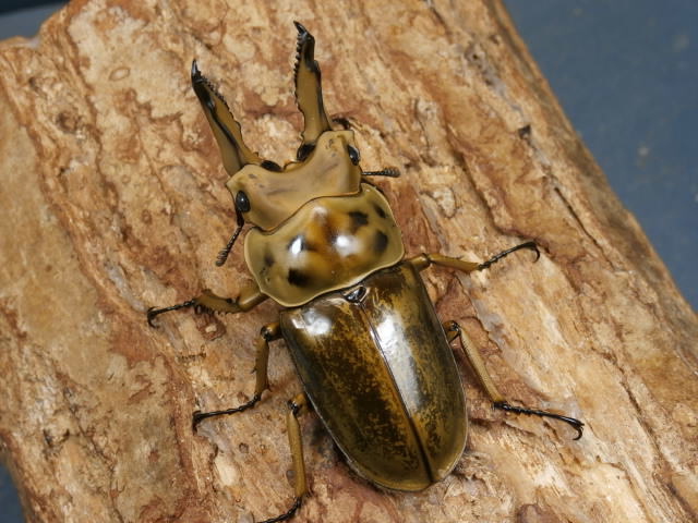 insectbase)ババオウゴンオニ♂65アップ♀フリーペア‼️