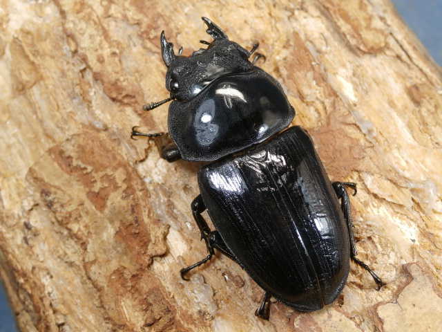 オオクワガタ（能勢産）53～54ミリ ♀単品 No.9280