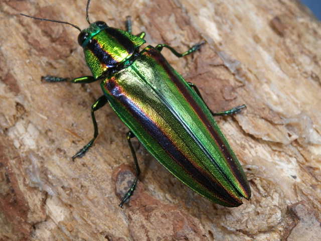 フカヒレ　ムカシタマムシ Cyphogastra calepyga ルリニシキナンヨウタマムシ