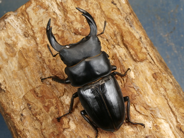 山梨県天然オオクワガタ♂71㎜♀39㎜ペアで 山梨県天然オオクワガタ♂71㎜♀39㎜ペアで