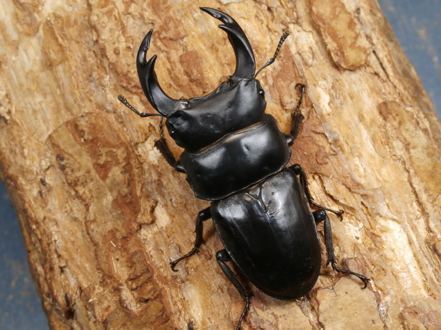 希少佐賀県久保泉産オオクワガタ生体☆雄75mm 雌46mm ペア（佐賀