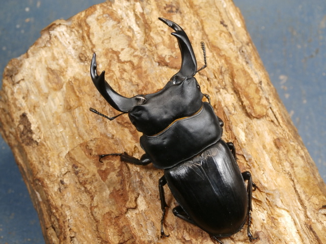 オオクワガタ オオクワガタ（川西）78ミリ♂♀ペア No.9427 昆虫専門店 虫屋
