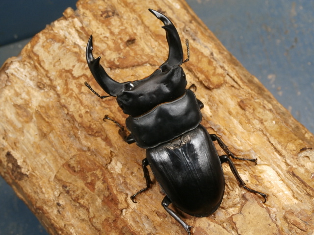 オオクワガタ（川西）77ミリ♂♀ペア No.9428 昆虫専門店 虫屋