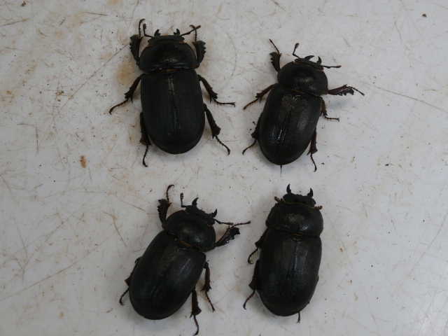 糞虫4ペア ロンボクコマルクワガタ成虫4頭 No.9429 昆虫専門店 虫屋ドットコム