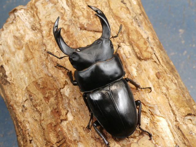 オオクワガタ（阿古谷）73～74ミリ♂♀ペア No.9494 昆虫専門店