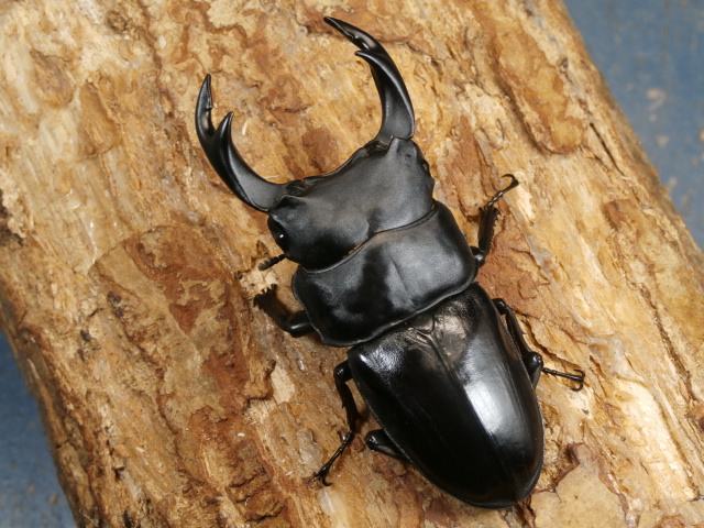 クワガタ ババオウゴンオニクワガタ ♀41.8mm単品 – 昆虫ショップNexus