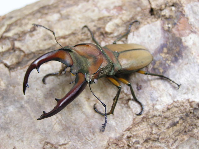 トサカホソアカクワガタ ムニスゼッチホソアカクワガタ 標本
